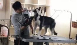 杀狗视频,人性与道德的拷问